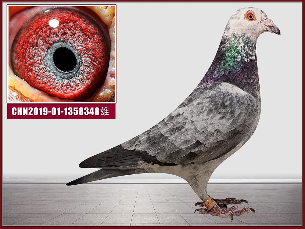 【不能直达的,请将中转费用付给当地车站或机场】