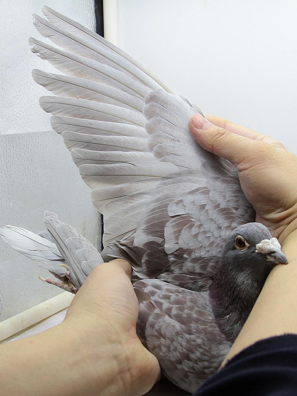 信鸽在线拍卖平台 - 中国信鸽信息网