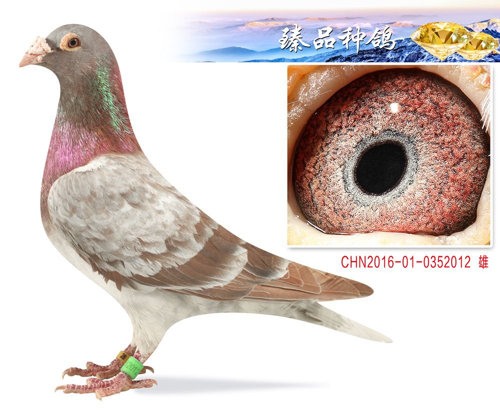 信鸽在线拍卖平台 - 中国信鸽信息网