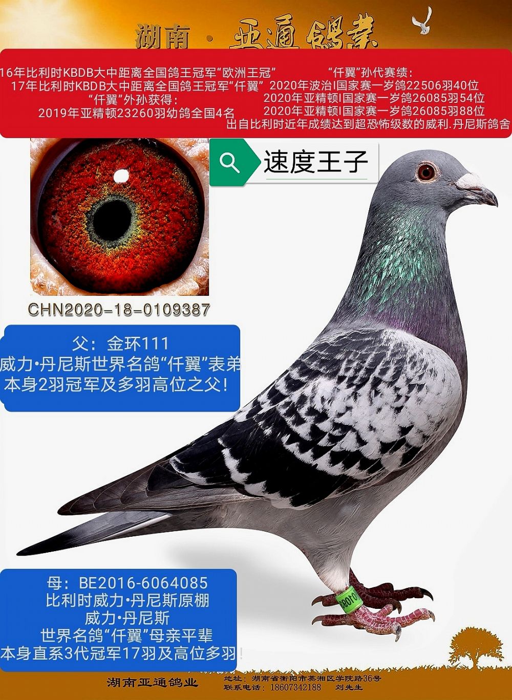 信鸽在线拍卖平台 - 中国信鸽信息网