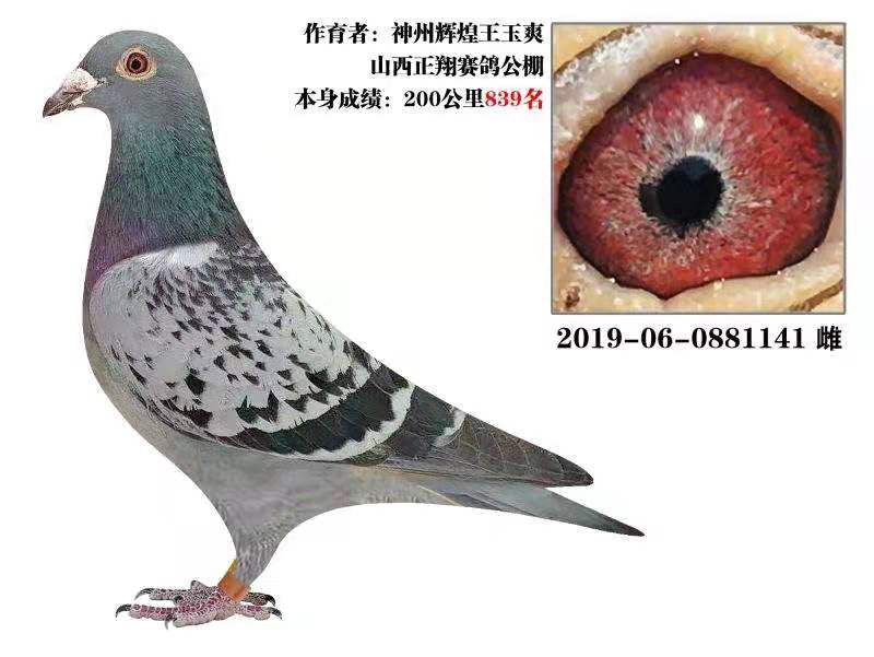 王玉爽鸽业图片