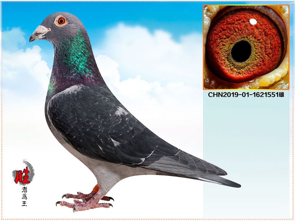 信鸽在线拍卖平台 - 中国信鸽信息网