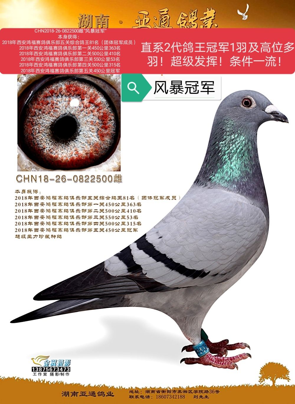 信鸽在线拍卖平台 - 中国信鸽信息网