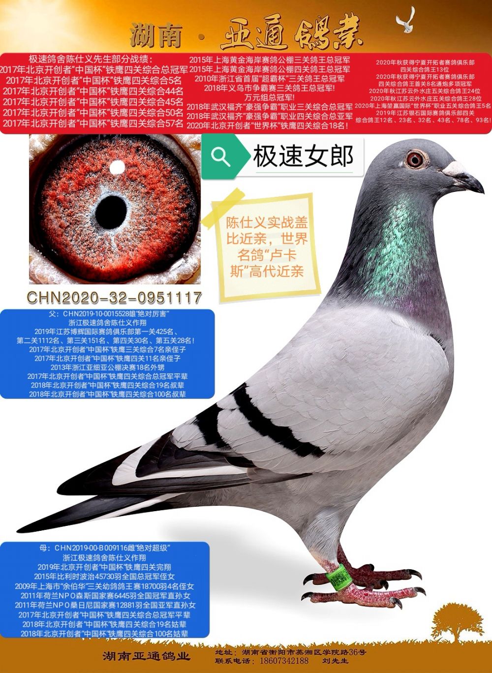 陈仕义盖比17年北京开创中国杯职业四关鸽王总冠军近亲