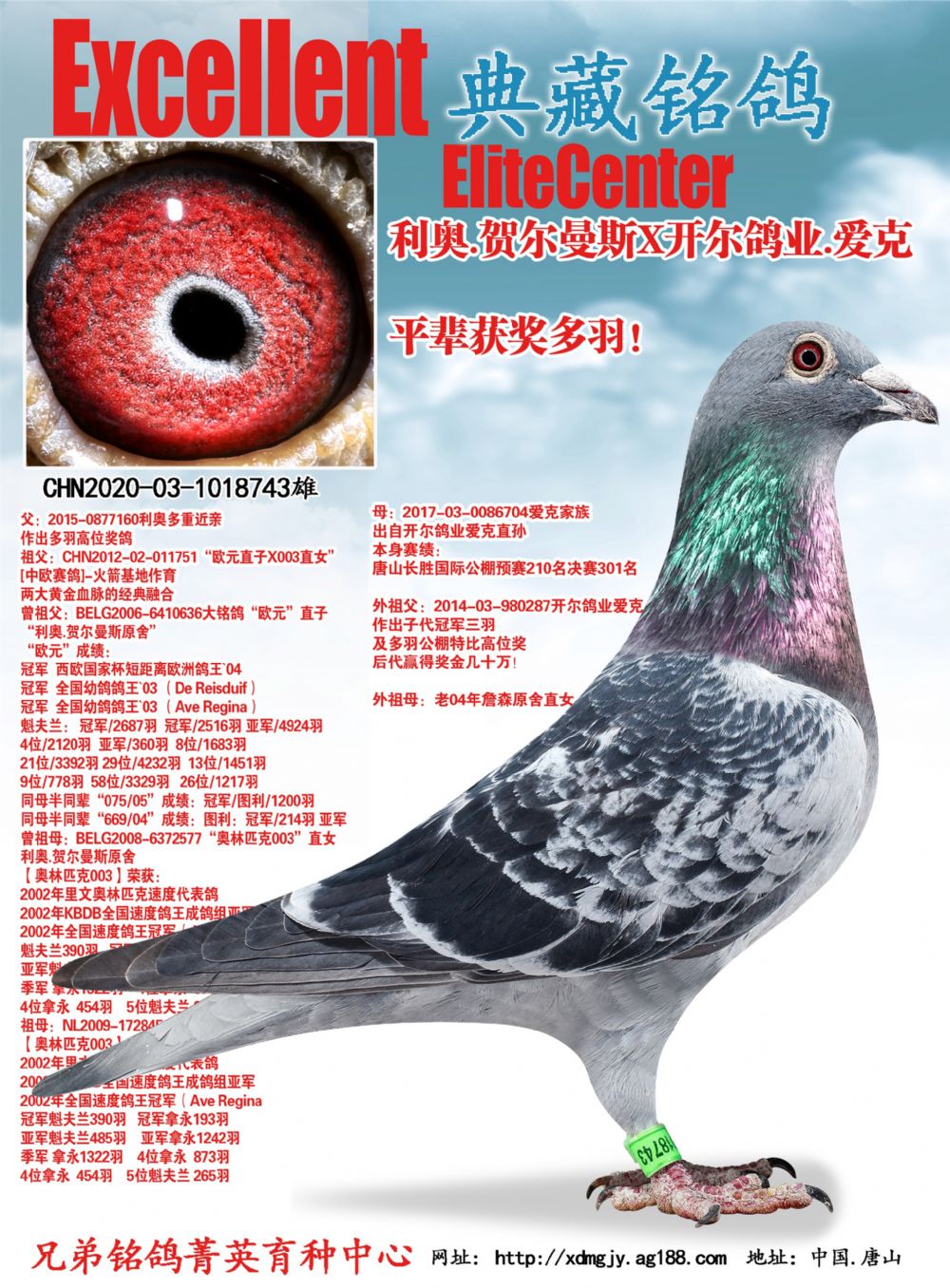 信鸽在线拍卖平台 - 中国信鸽信息网