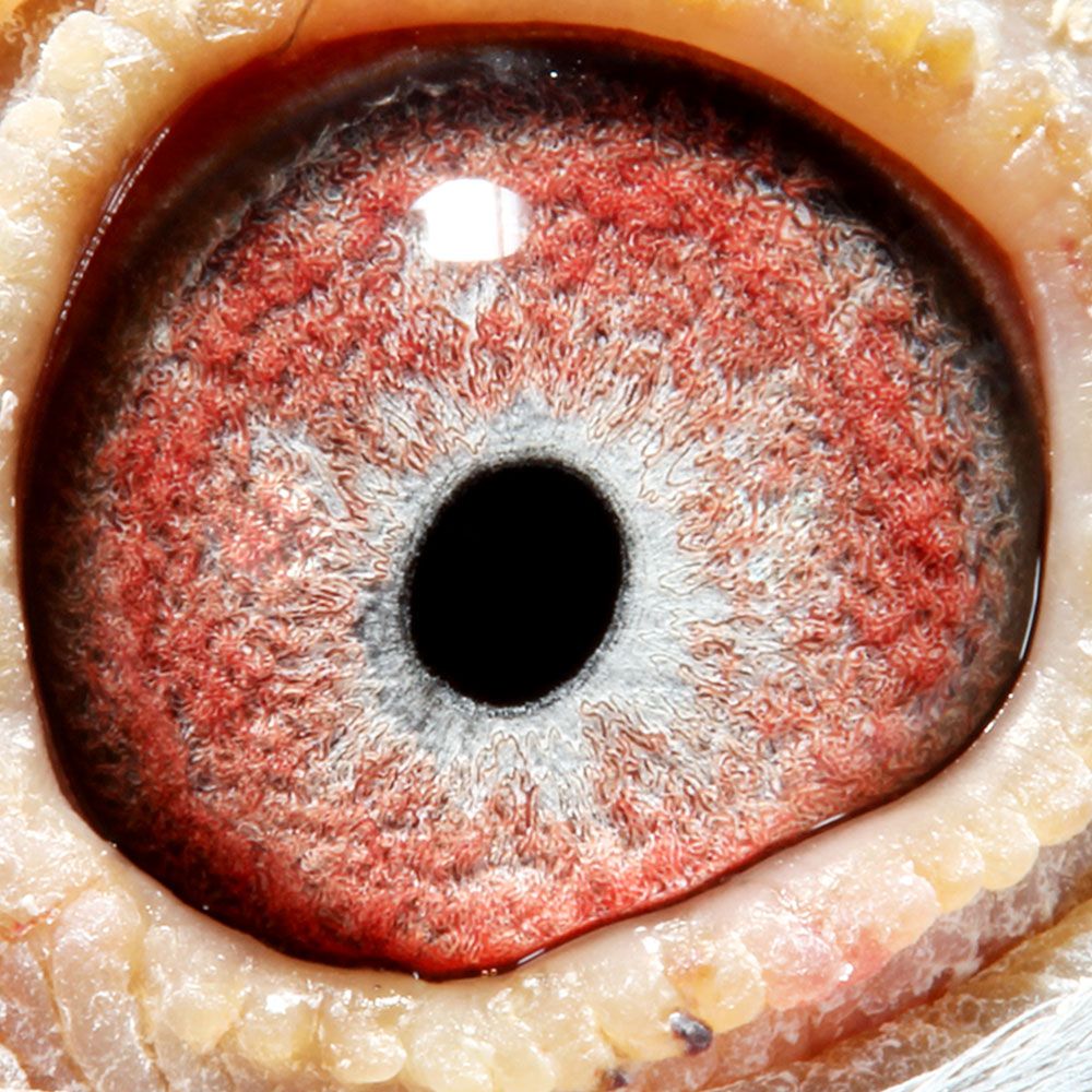 信鸽在线拍卖平台 - 中国信鸽信息网