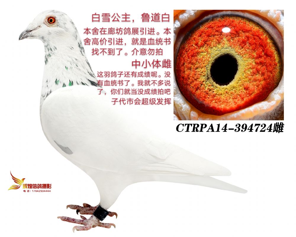 信鸽在线拍卖平台 - 中国信鸽信息网