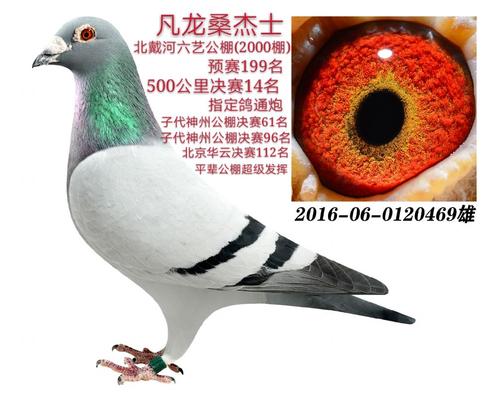 信鸽在线拍卖平台 - 中国信鸽信息网