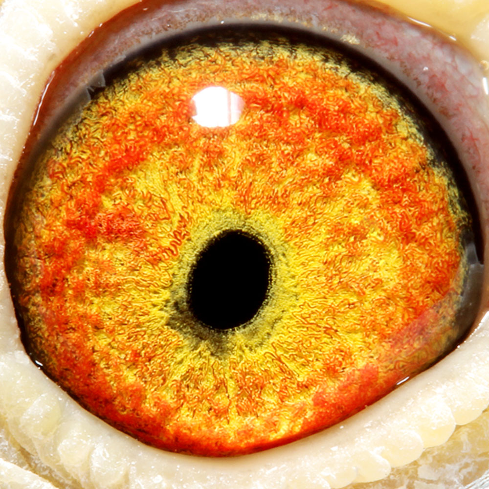 信鸽在线拍卖平台 - 中国信鸽信息网