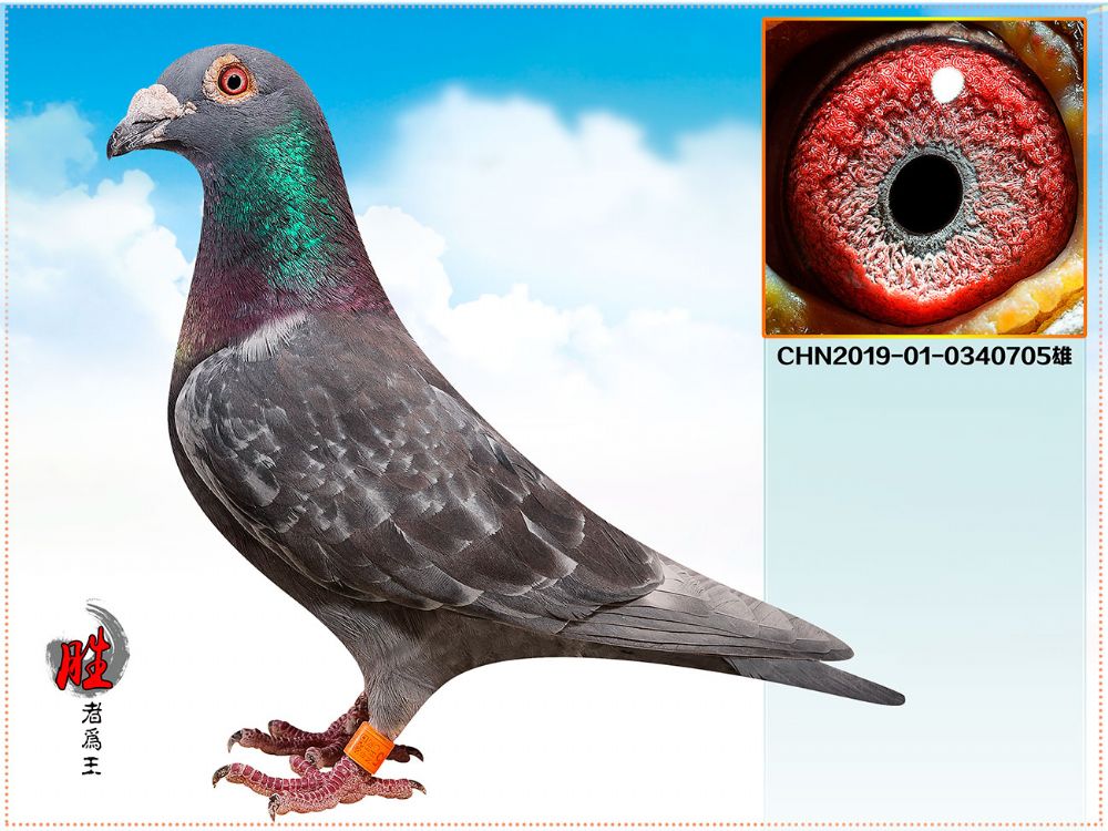 信鸽在线拍卖平台 - 中国信鸽信息网