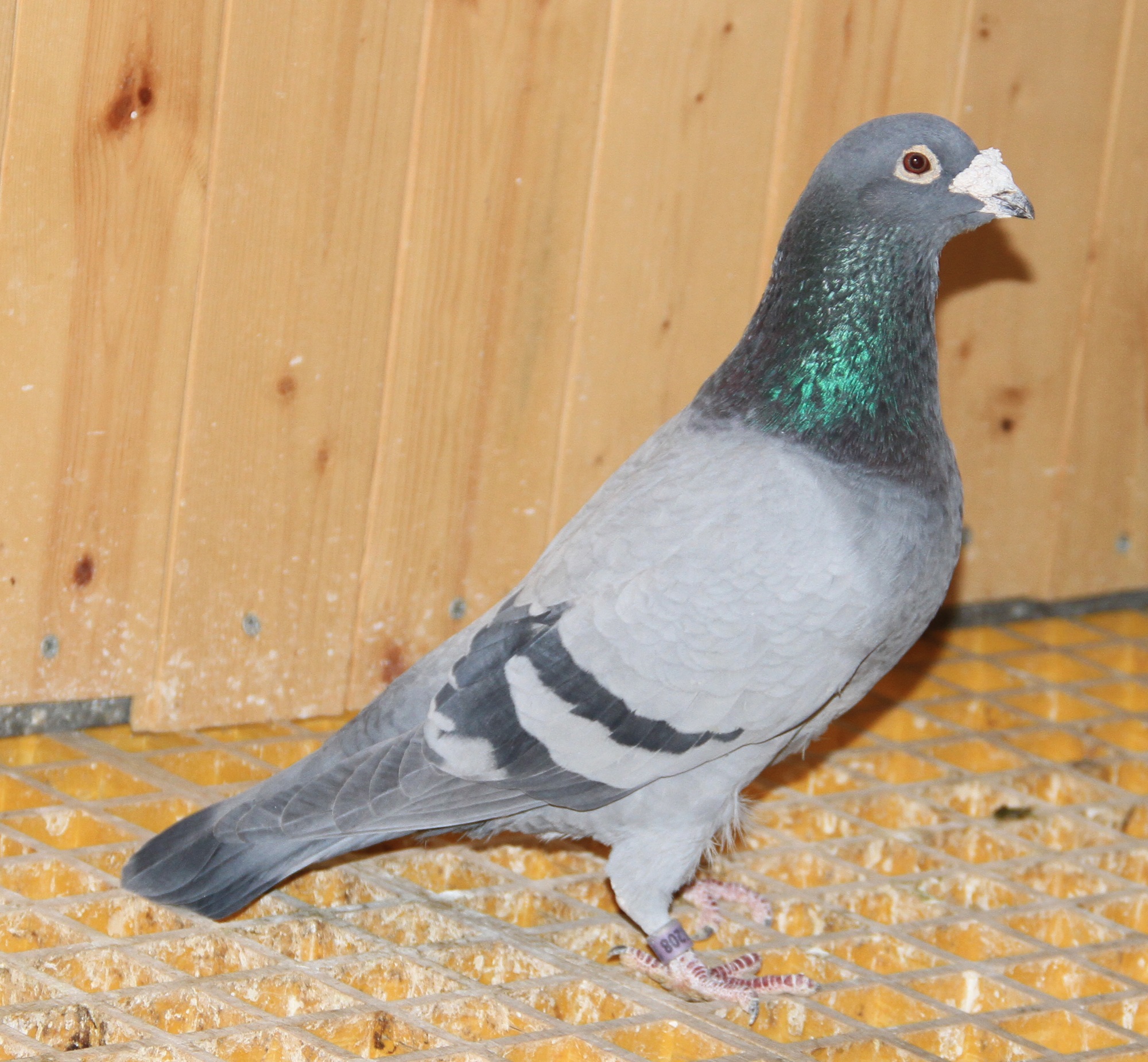 信鸽在线拍卖平台 - 中国信鸽信息网