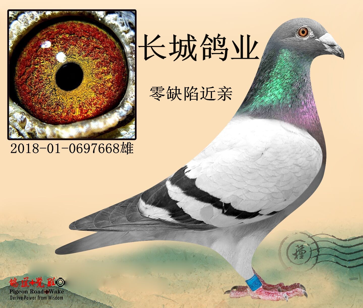 信鸽在线拍卖平台 - 中国信鸽信息网