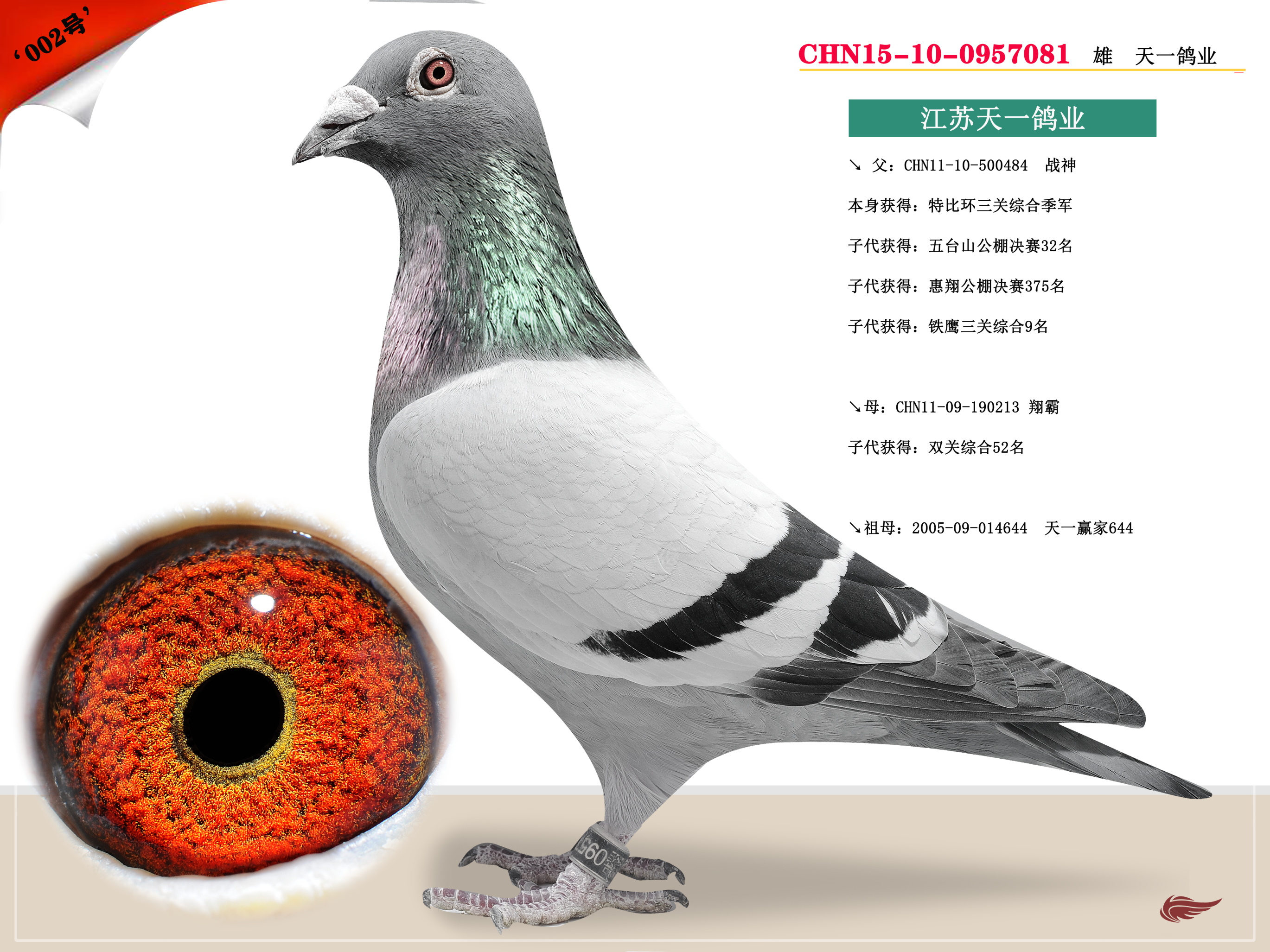 推荐铭鸽  定价鸽  在线拍鸽 黄金配对   网上展厅 管 理  鸽保健品