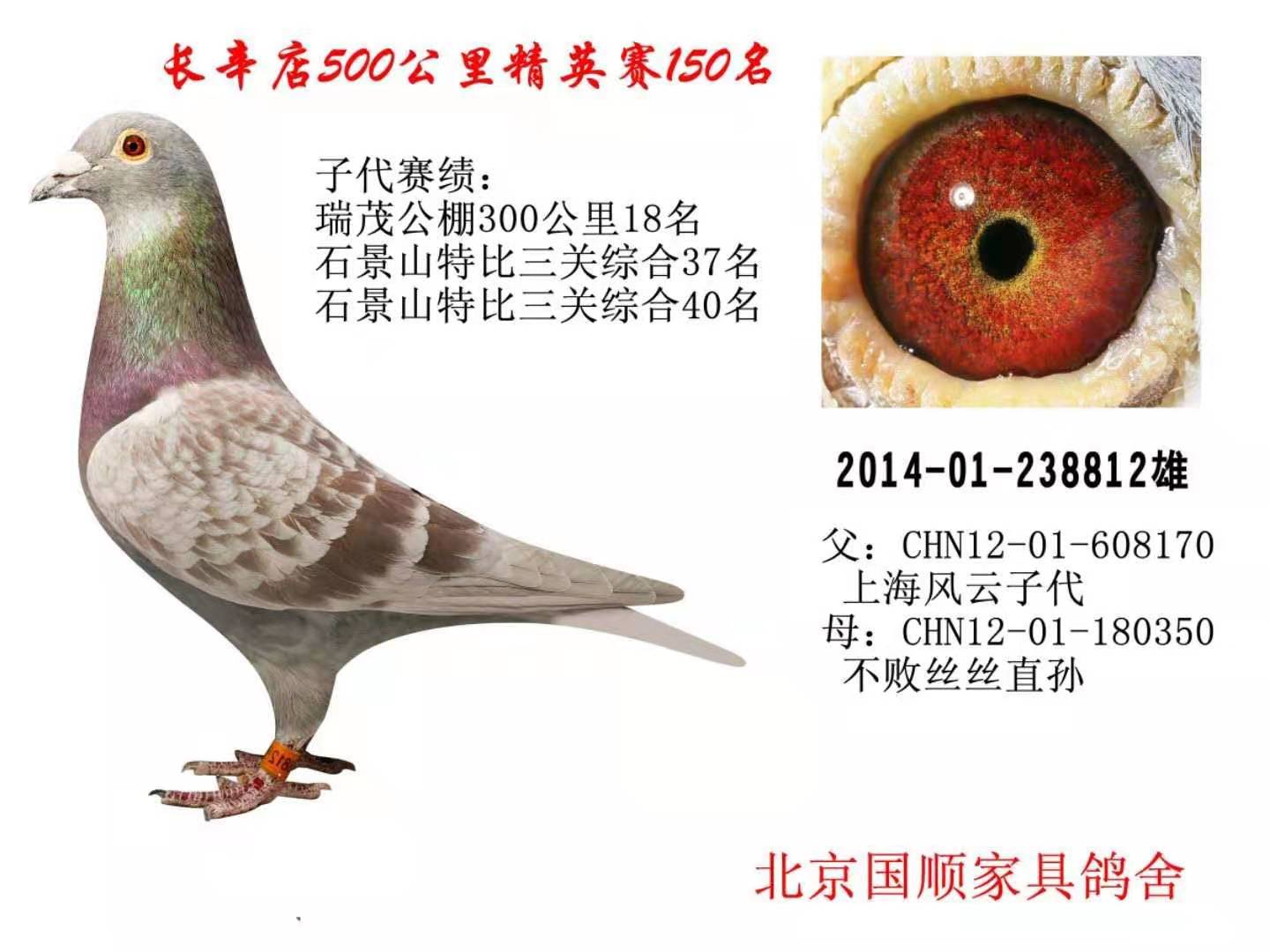 信鸽在线拍卖平台 - 中国信鸽信息网