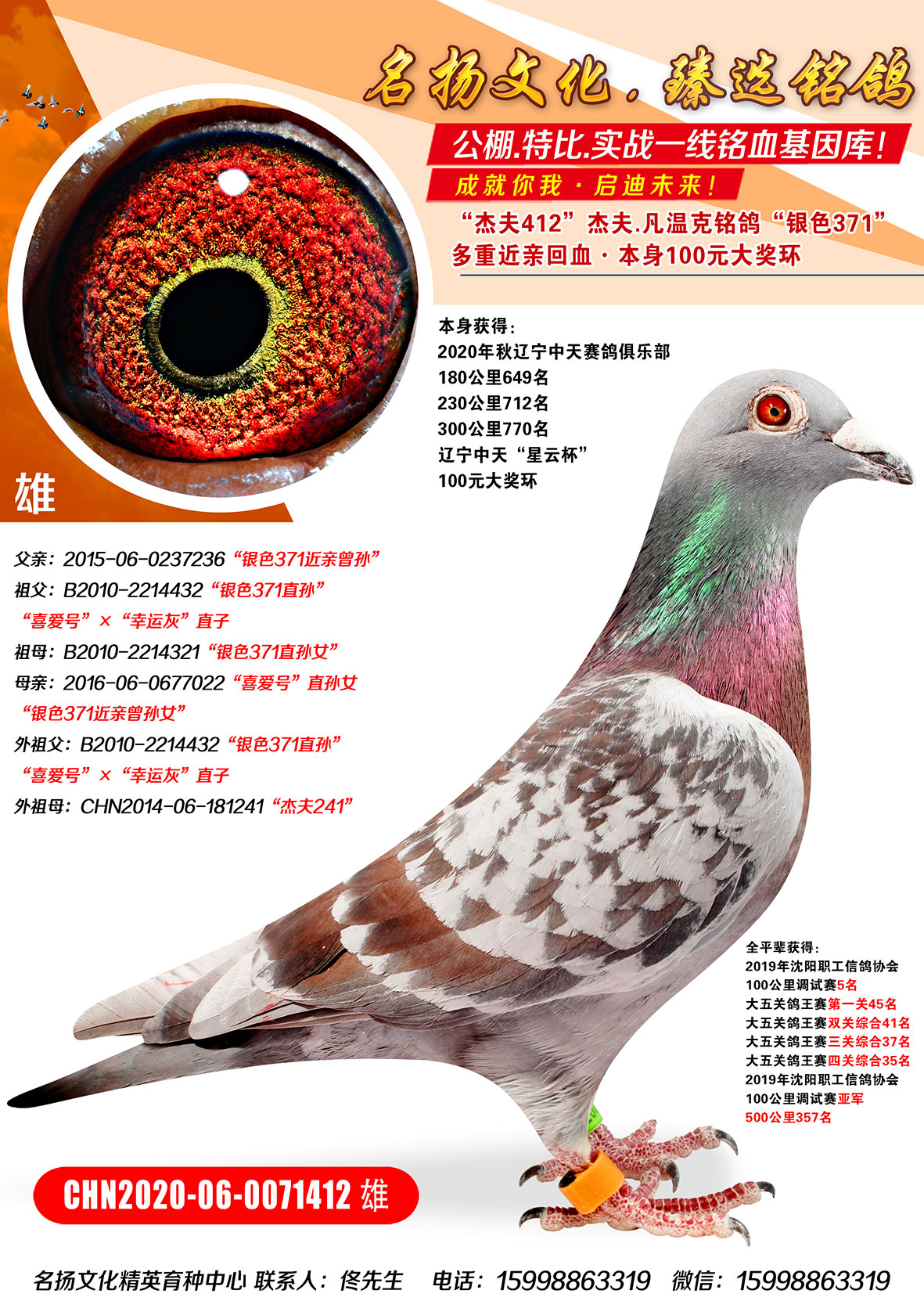 信鸽在线拍卖平台 - 中国信鸽信息网