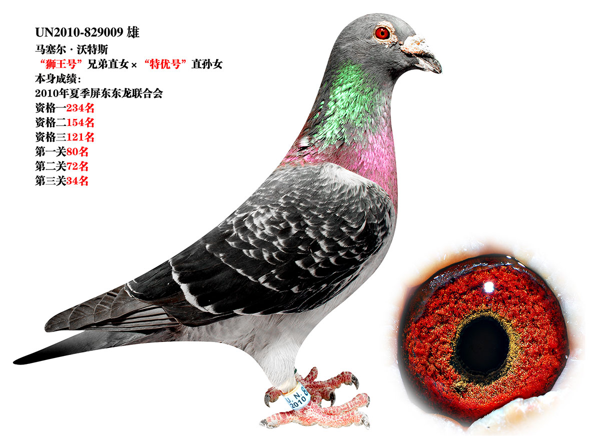 信鸽在线拍卖平台 - 中国信鸽信息网