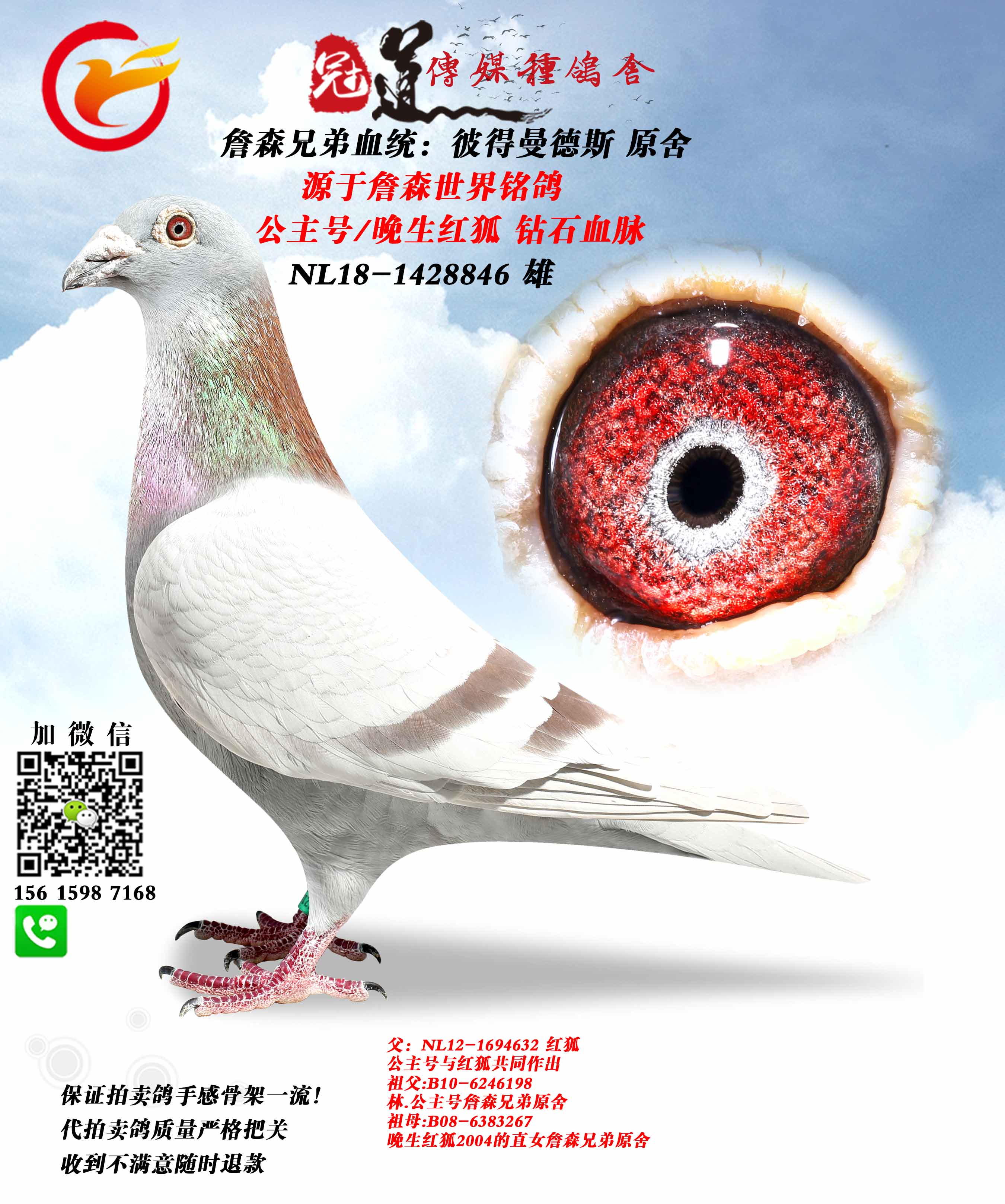 信鸽在线拍卖平台 - 中国信鸽信息网