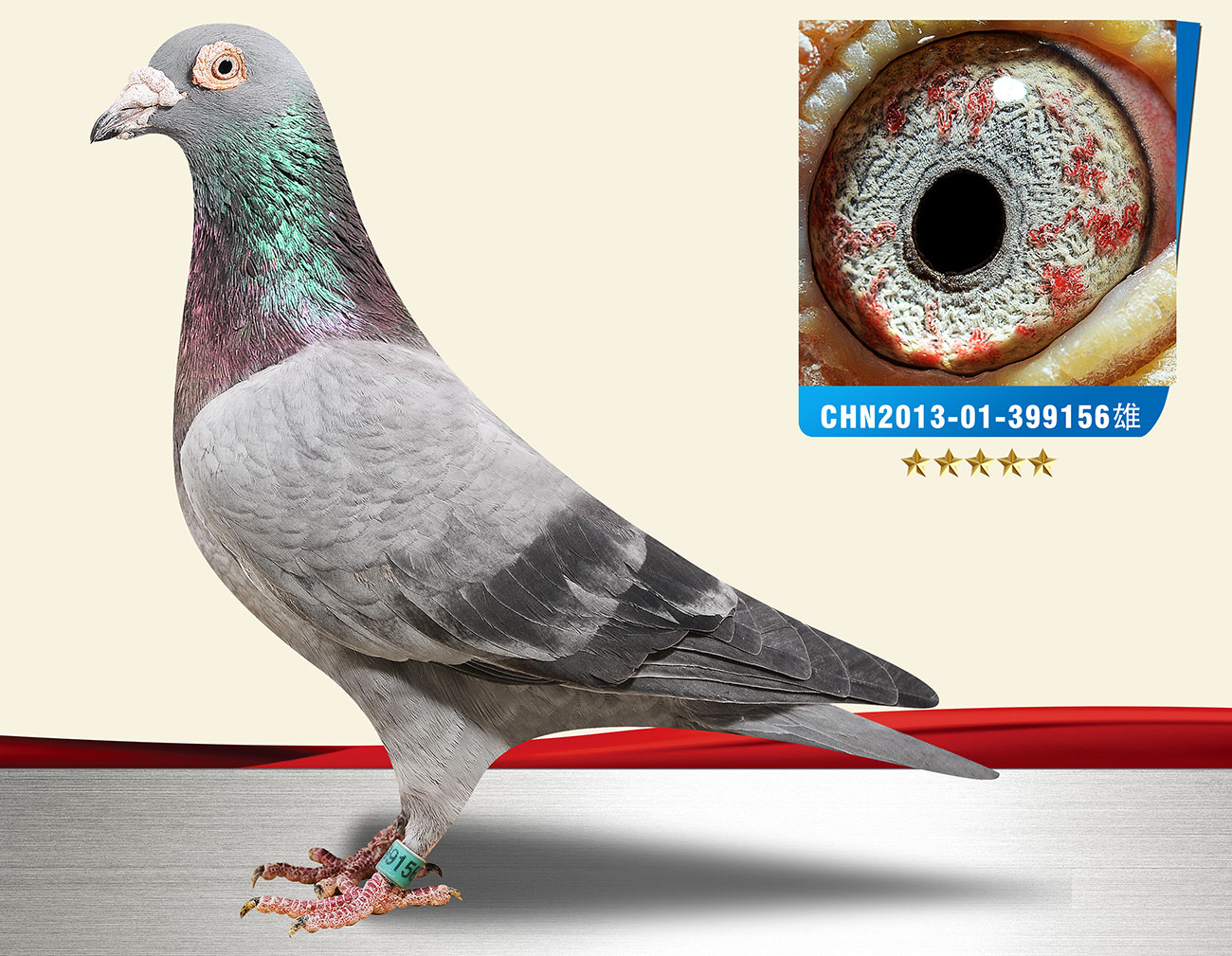 信鸽在线拍卖平台 - 中国信鸽信息网