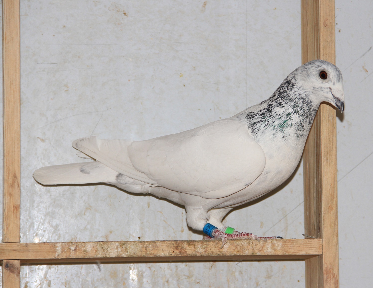 信鸽在线拍卖平台 - 中国信鸽信息网