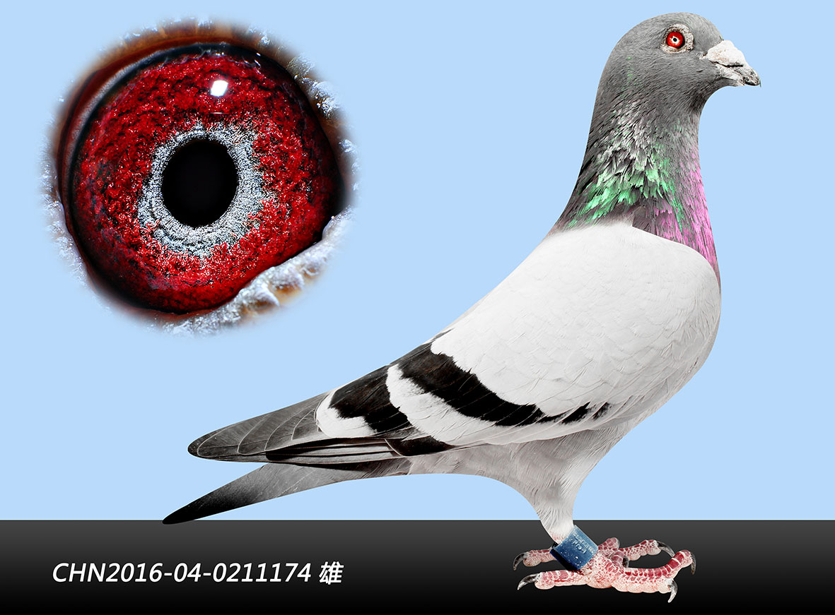 信鸽在线拍卖平台 - 中国信鸽信息网