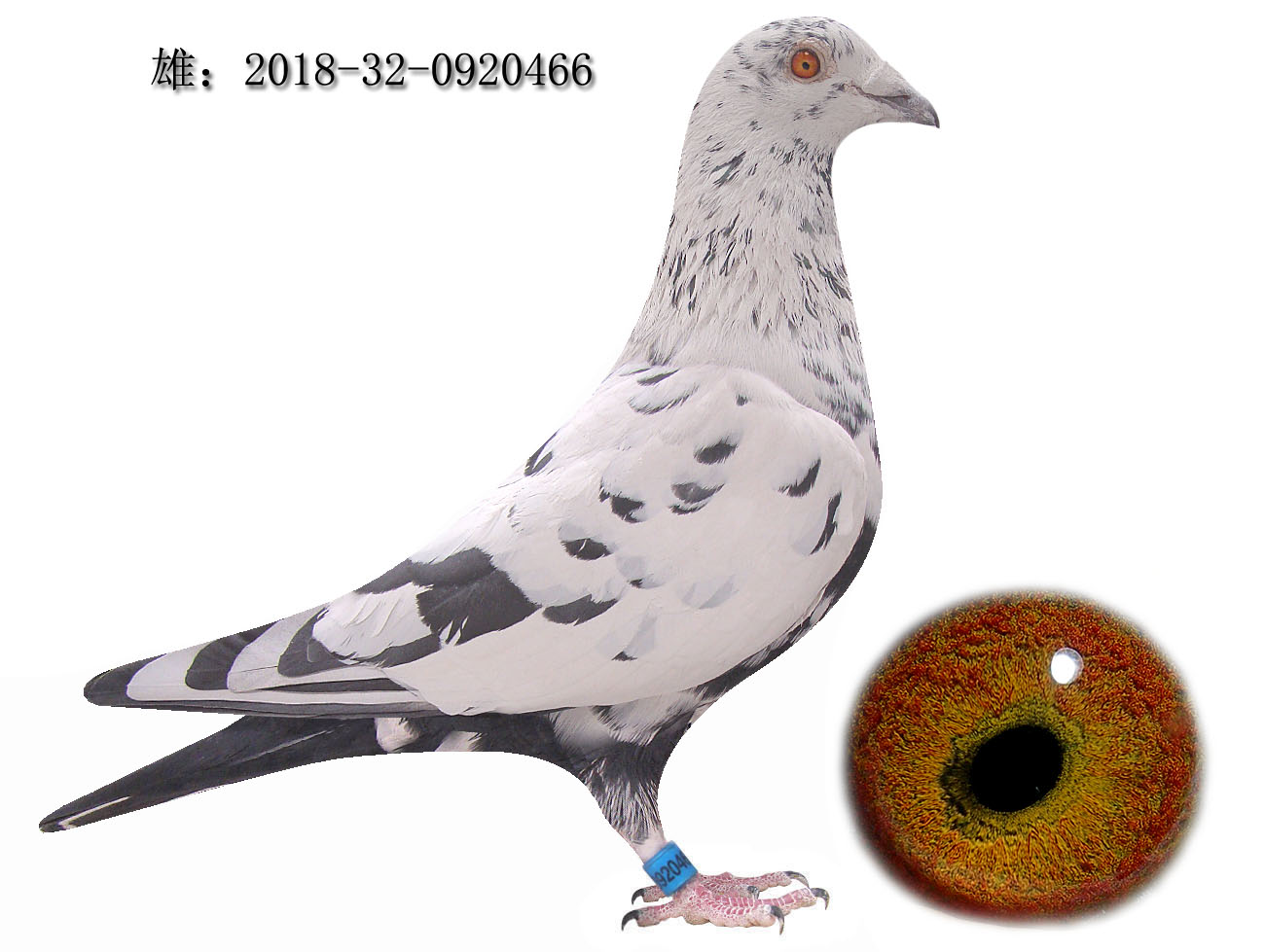 信鸽在线拍卖平台 - 中国信鸽信息网