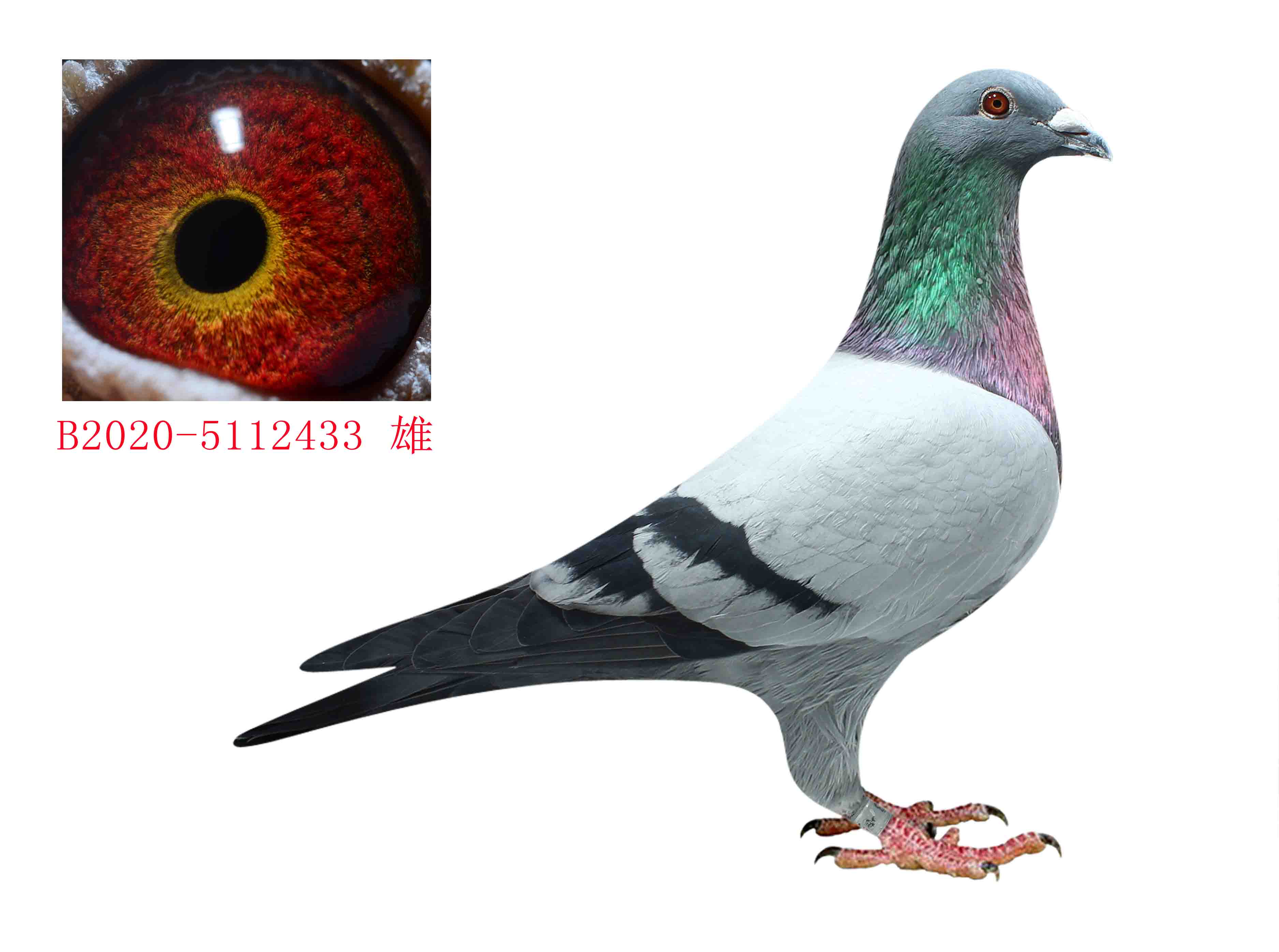 信鸽在线拍卖平台 - 中国信鸽信息网