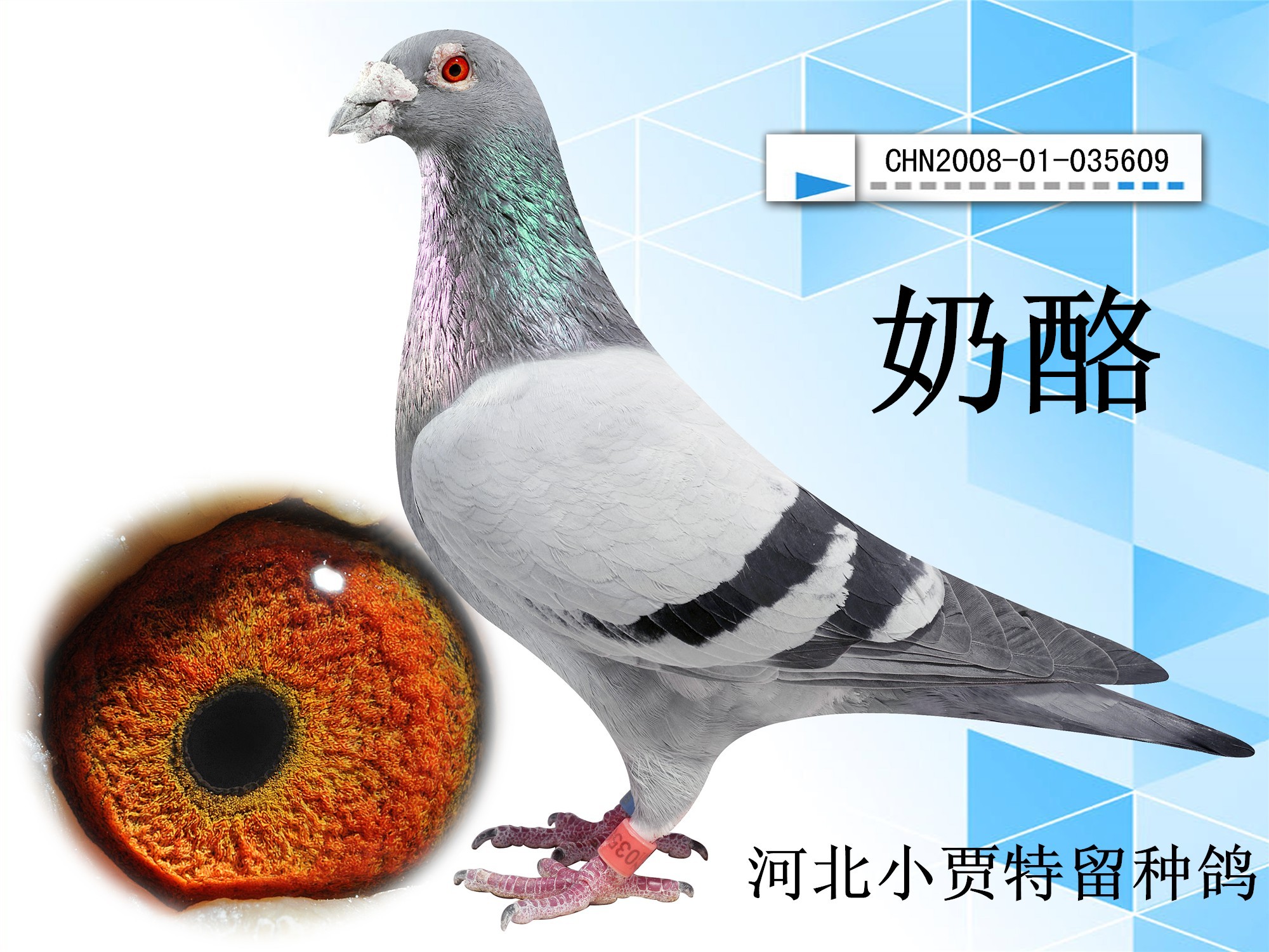 信鸽在线拍卖平台 - 中国信鸽信息网