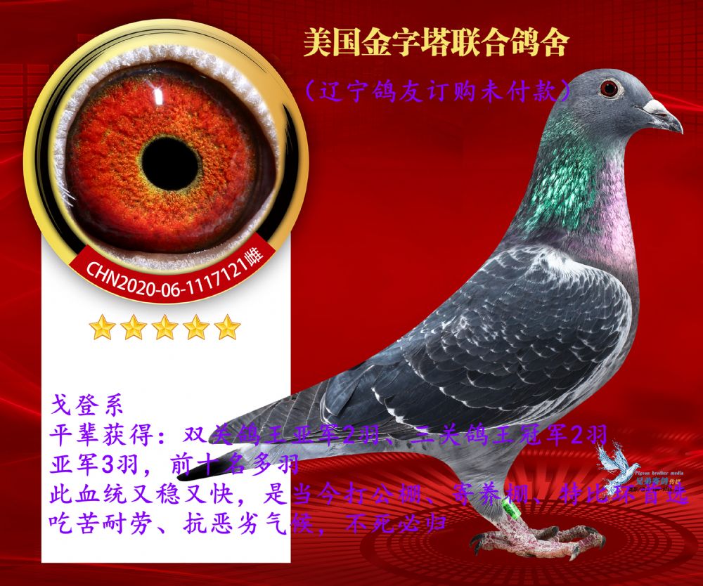 信鸽在线拍卖平台 - 中国信鸽信息网