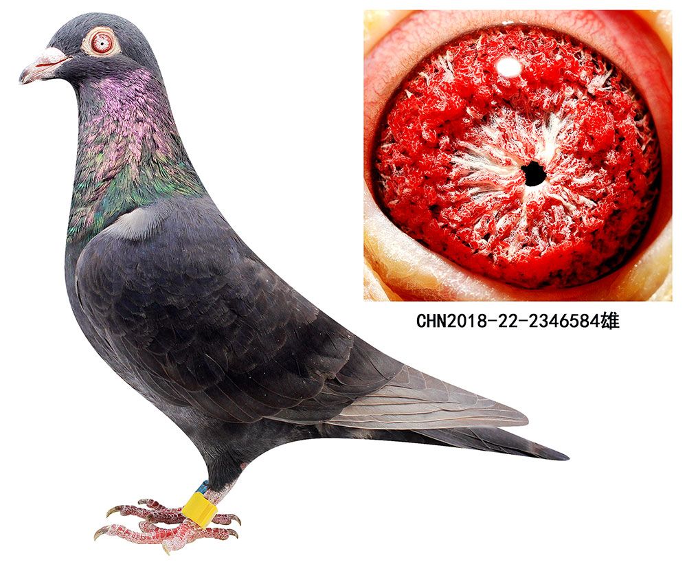 信鸽在线拍卖平台 - 中国信鸽信息网