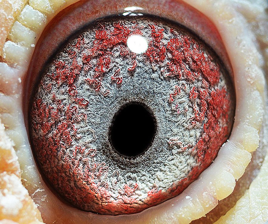 信鸽在线拍卖平台 - 中国信鸽信息网