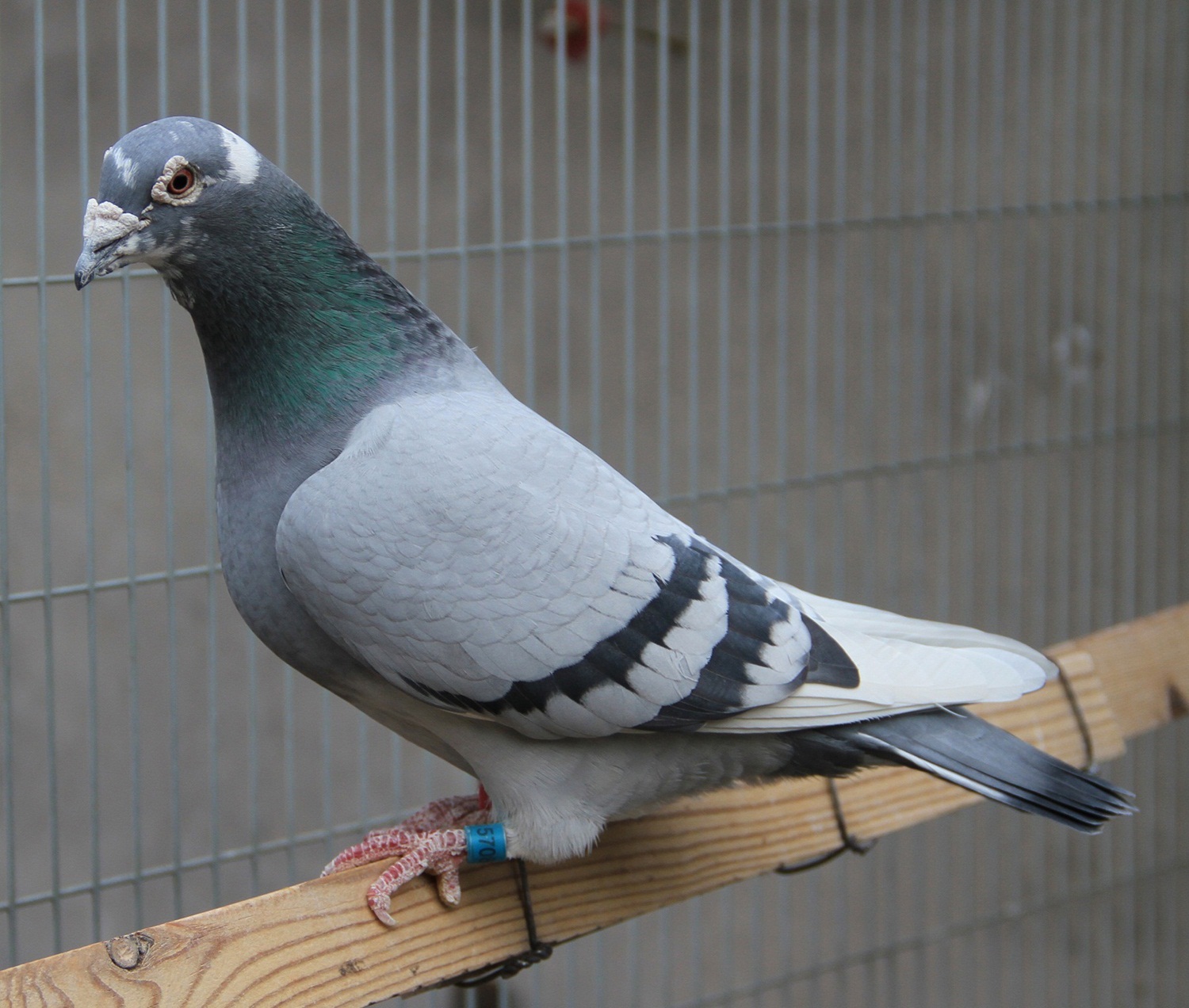 信鸽在线拍卖平台 - 中国信鸽信息网