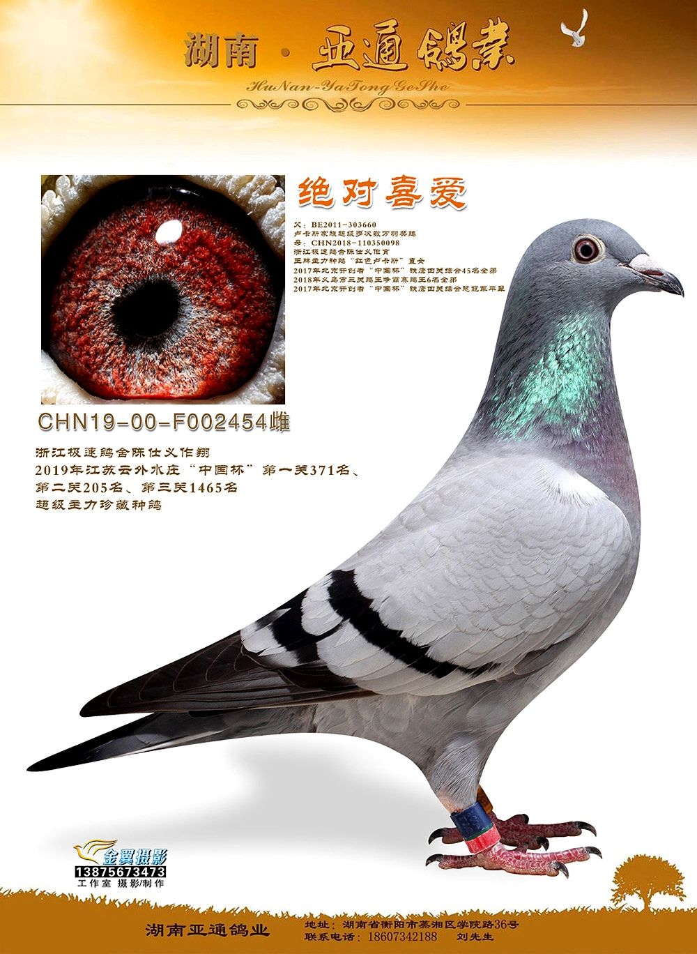 信鸽在线拍卖平台 - 中国信鸽信息网