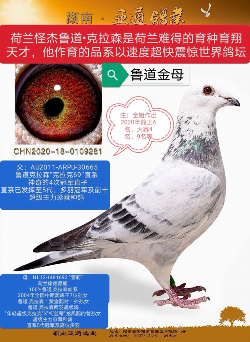信鸽在线拍卖平台 - 中国信鸽信息网