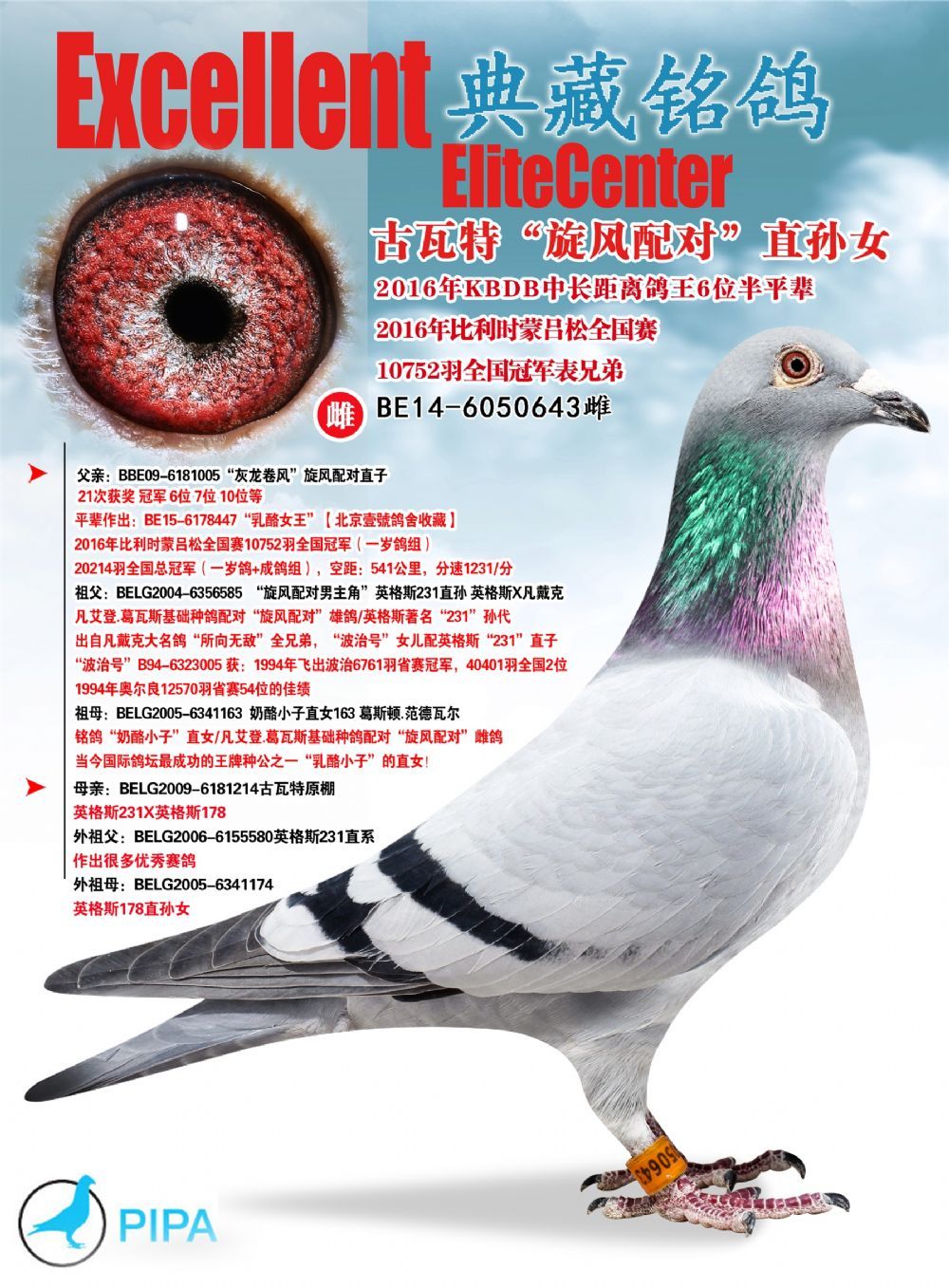 信鸽在线拍卖平台 - 中国信鸽信息网