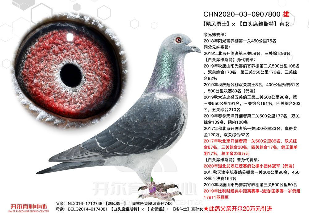 信鸽在线拍卖平台 - 中国信鸽信息网