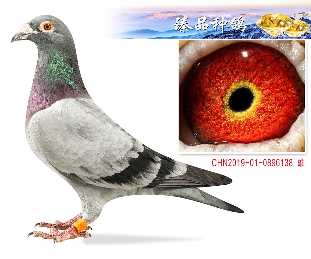 信鸽在线拍卖平台 - 中国信鸽信息网