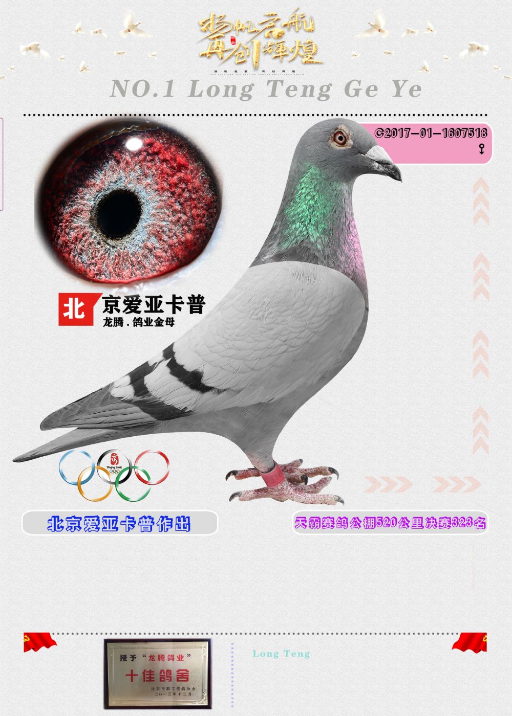 信鸽在线拍卖平台 - 中国信鸽信息网