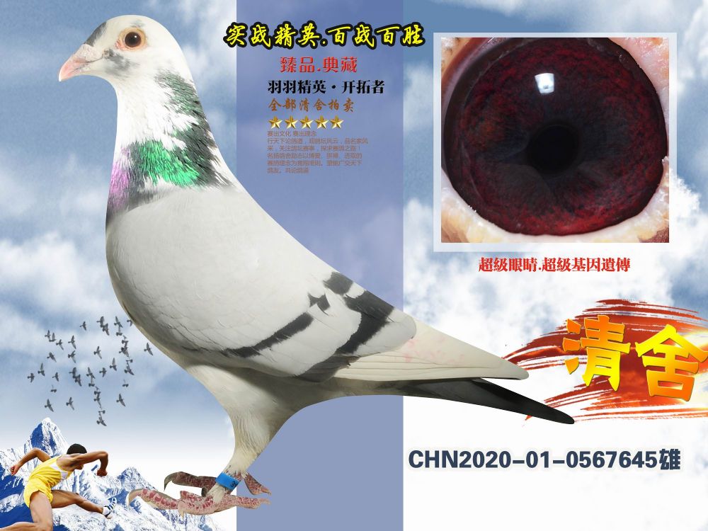 商品首 页  铭 鸽  新鸽上架  推荐铭鸽  定价鸽  在线拍鸽 黄金配对
