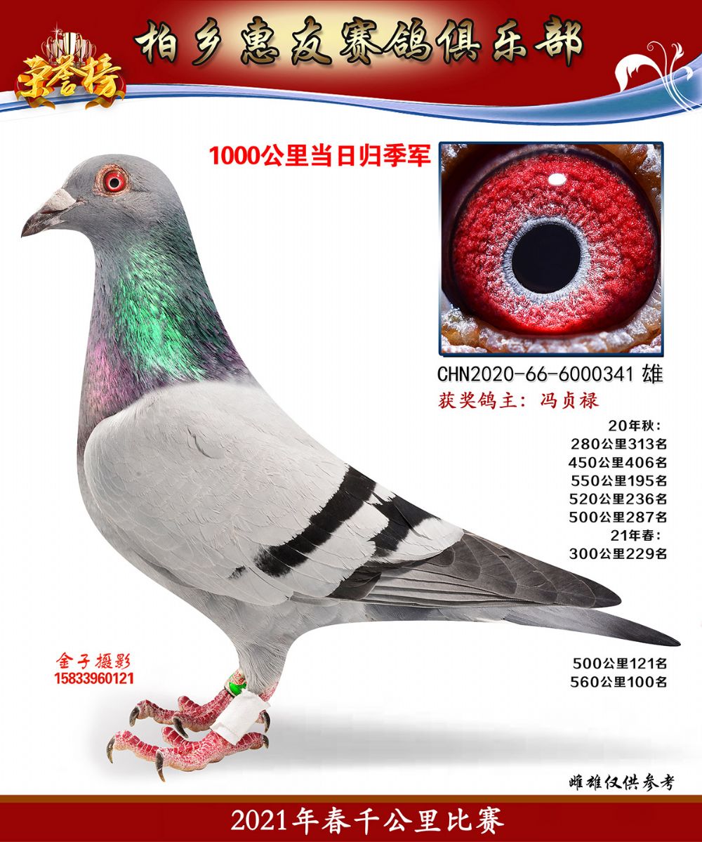 信鸽在线拍卖平台 - 中国信鸽信息网