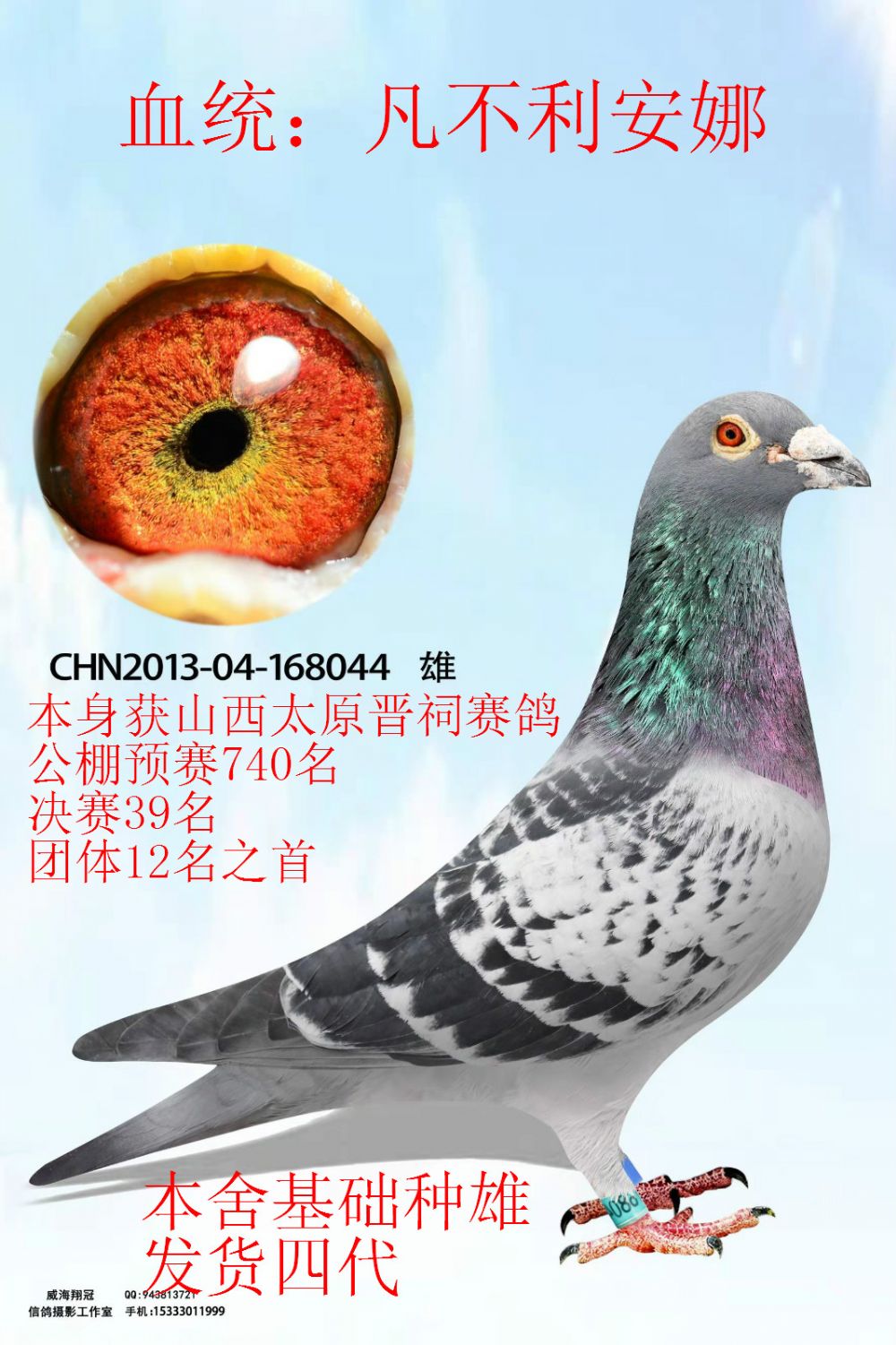 信鸽在线拍卖平台 - 中国信鸽信息网