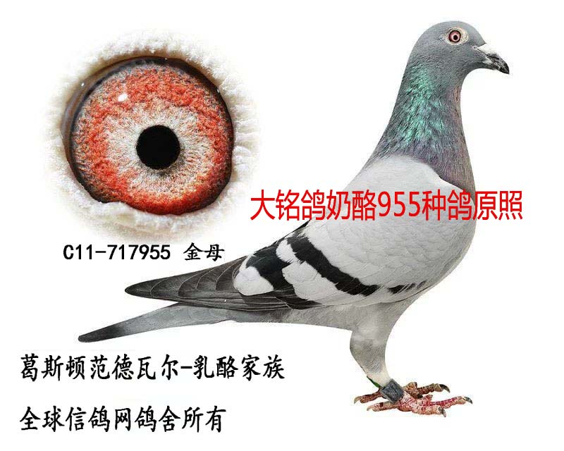 奶酪955
