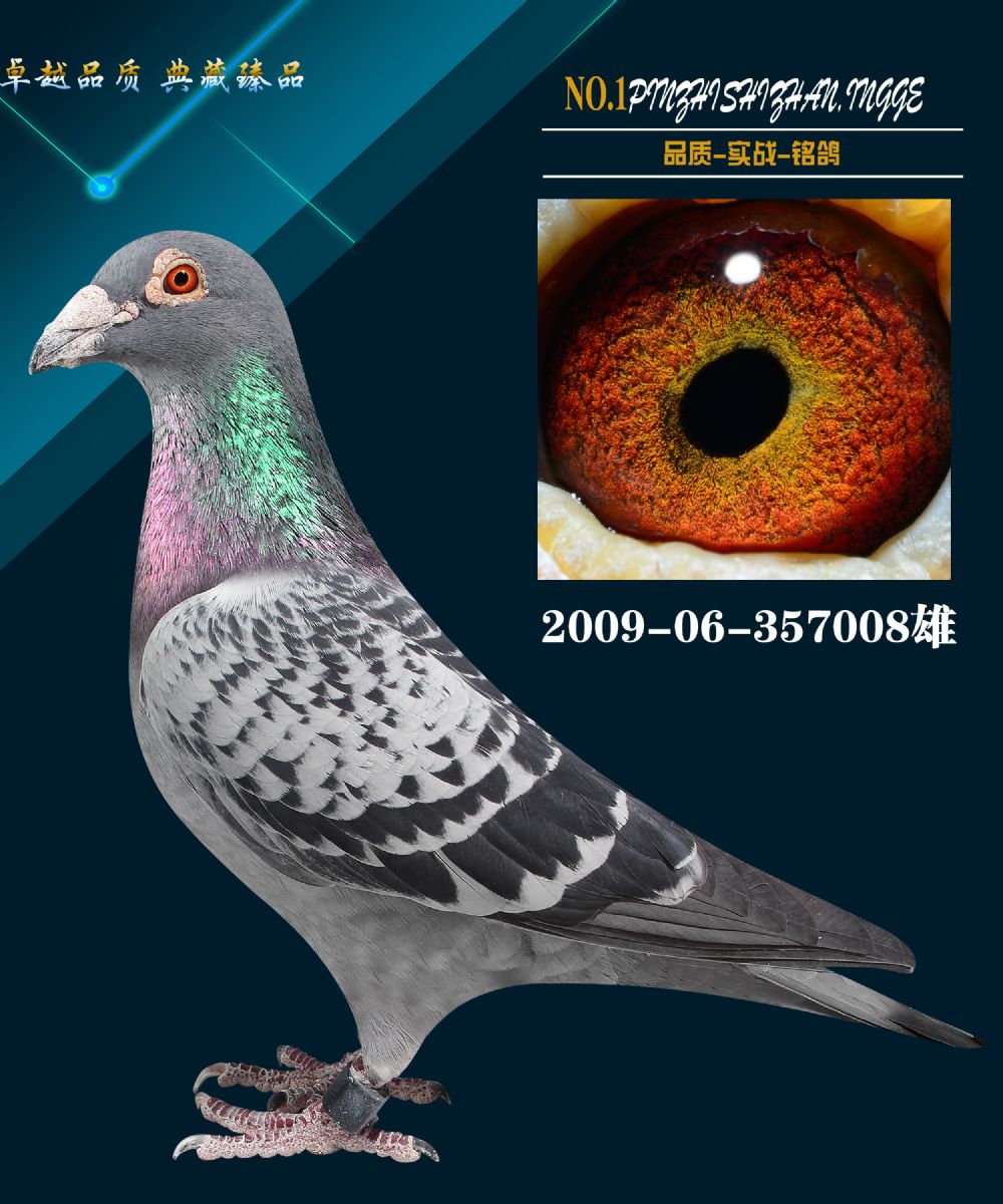 信鸽在线拍卖平台 - 中国信鸽信息网