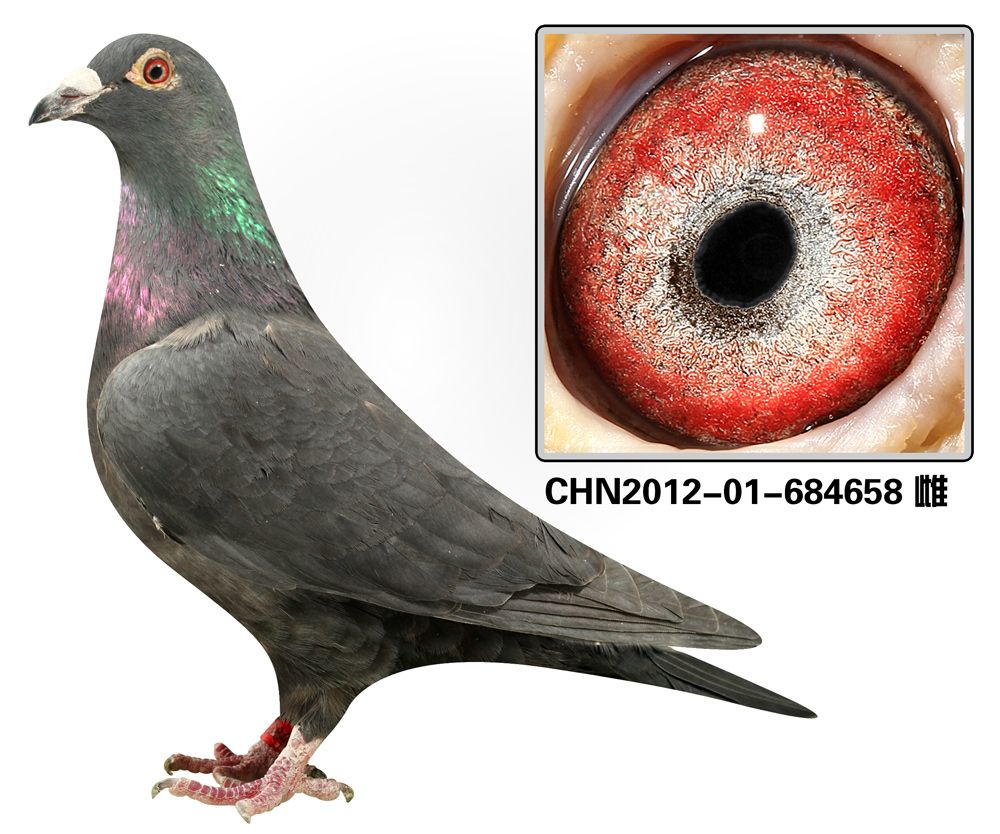 信鸽在线拍卖平台 - 中国信鸽信息网