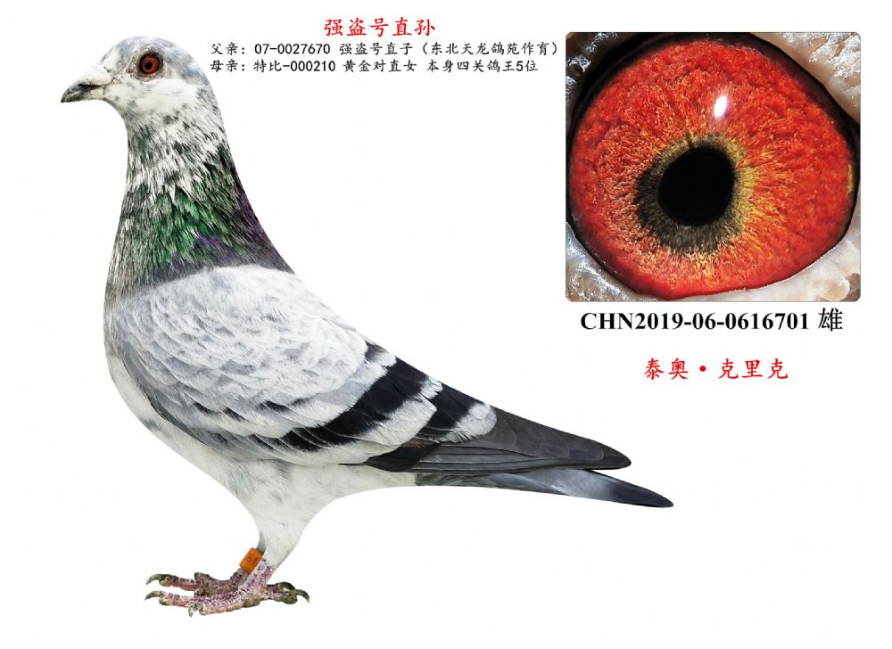 信鸽在线拍卖平台 - 中国信鸽信息网