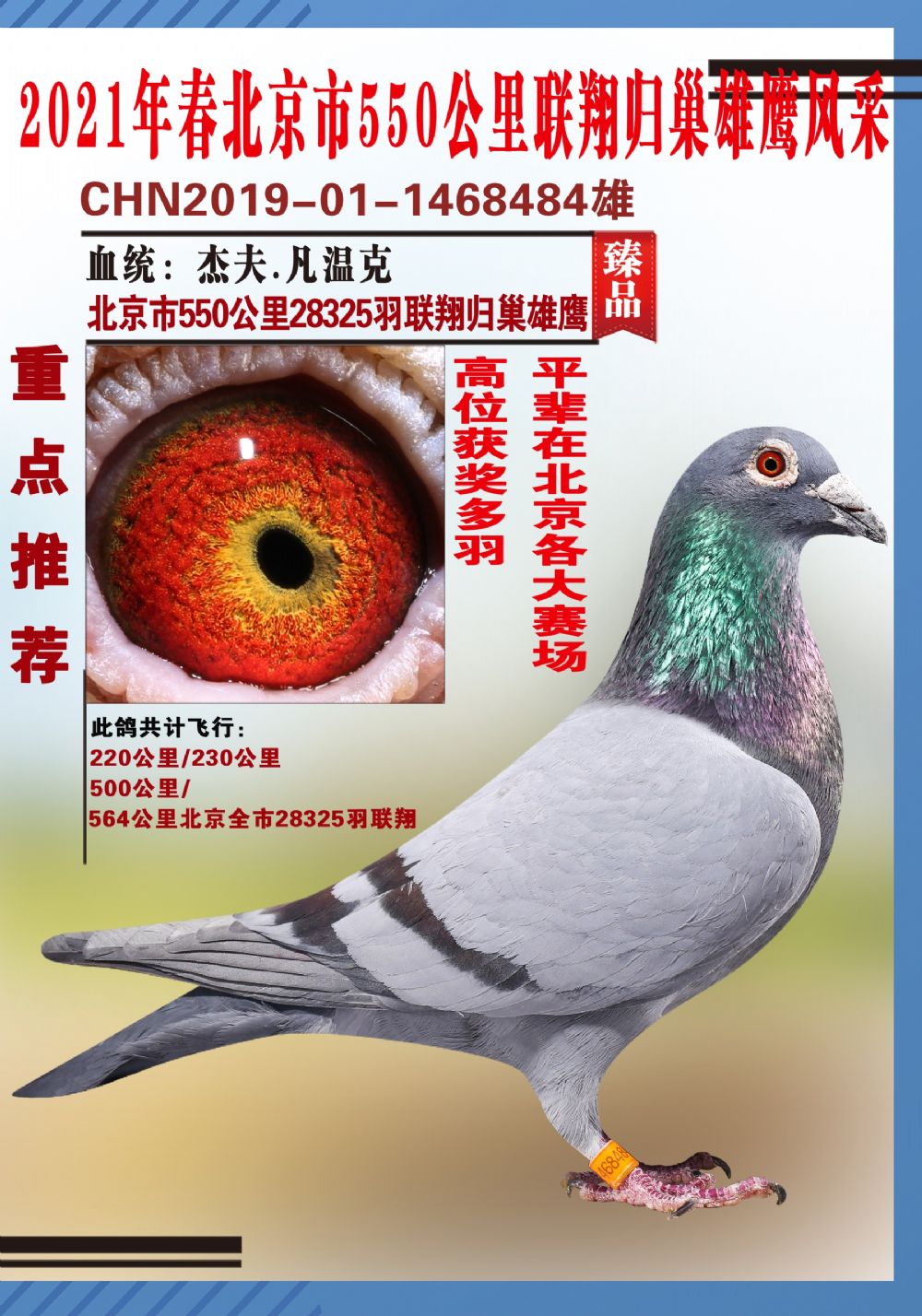 信鸽在线拍卖平台 - 中国信鸽信息网