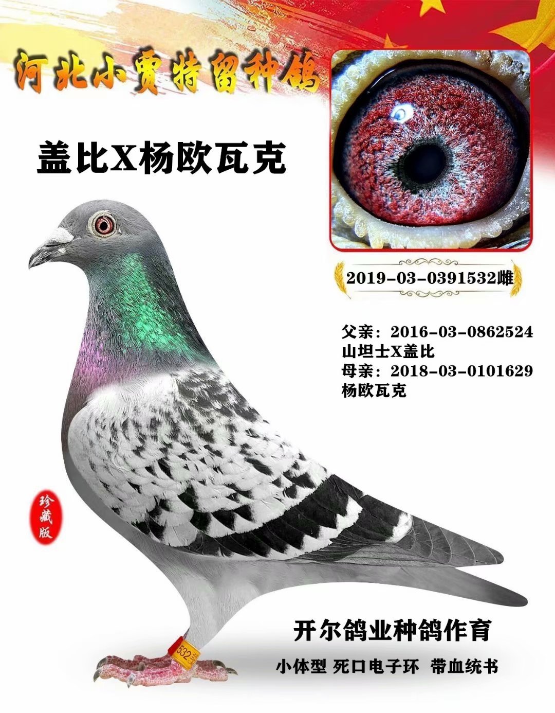 信鸽在线拍卖平台 - 中国信鸽信息网