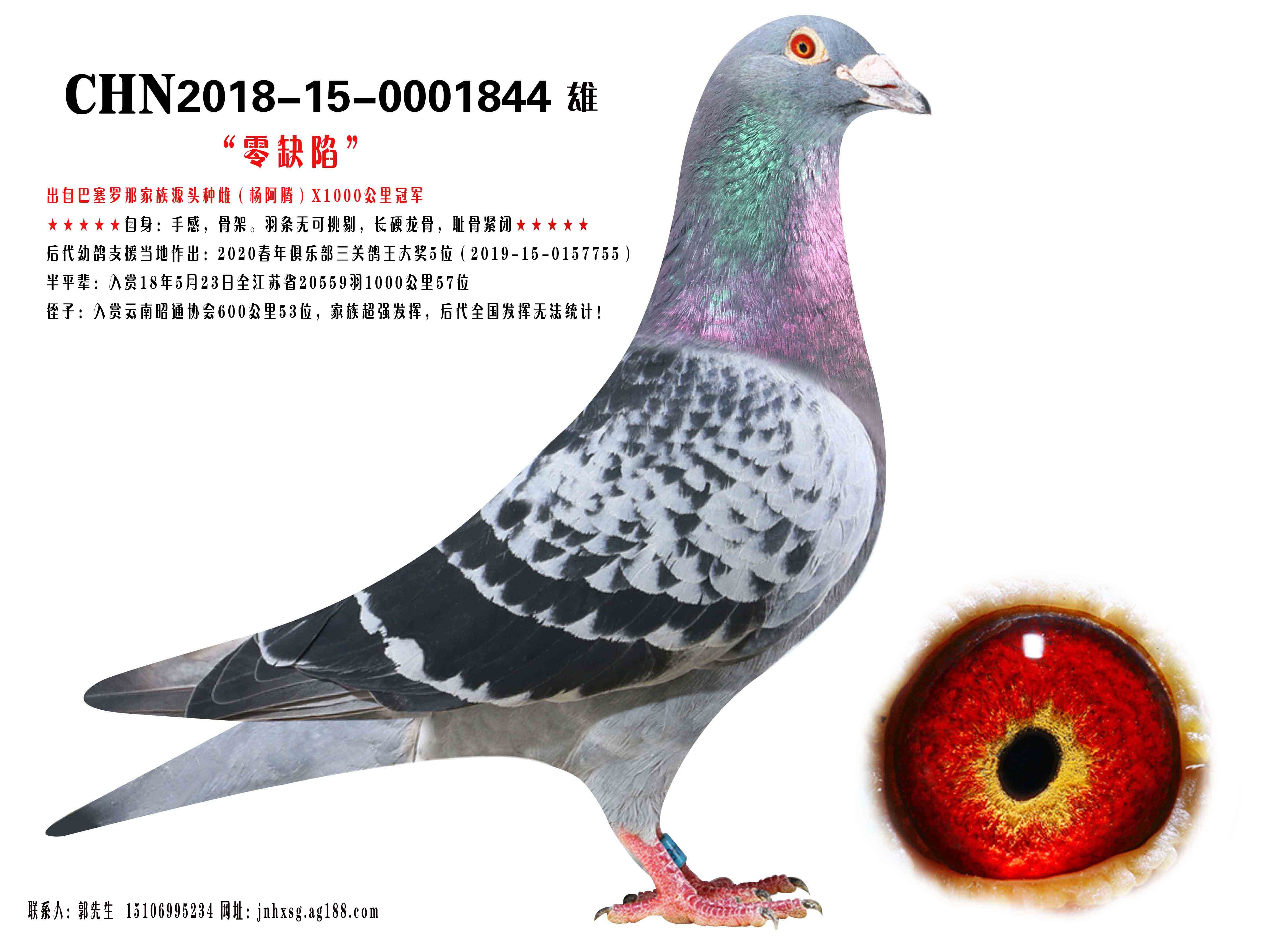 信鸽在线拍卖平台 - 中国信鸽信息网