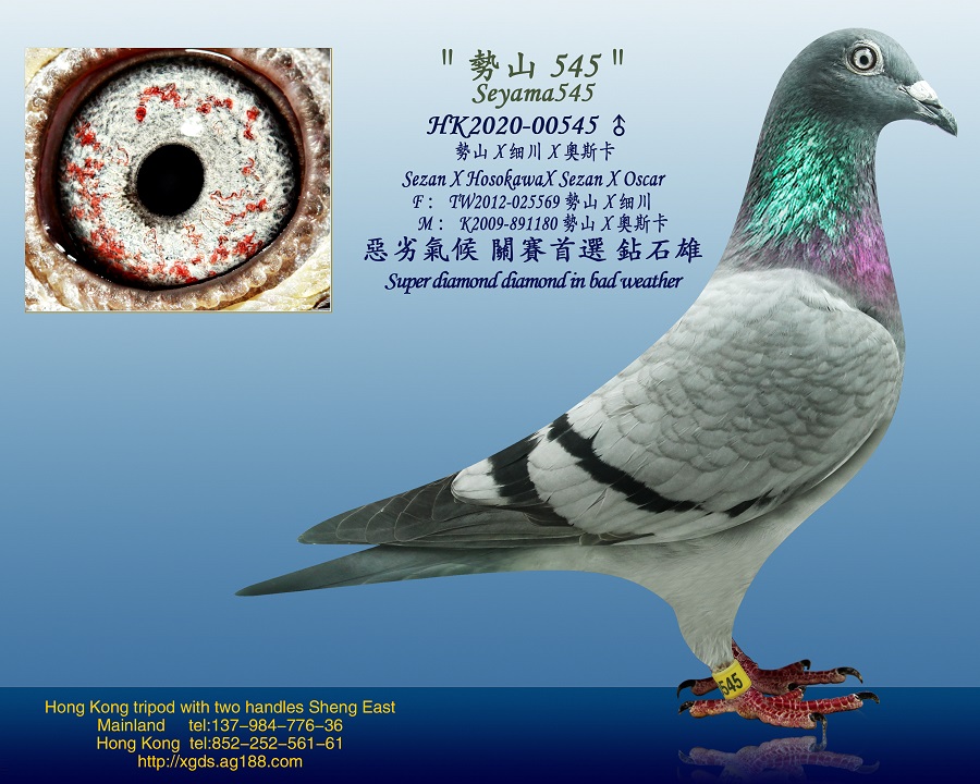 信鸽在线拍卖平台 - 中国信鸽信息网