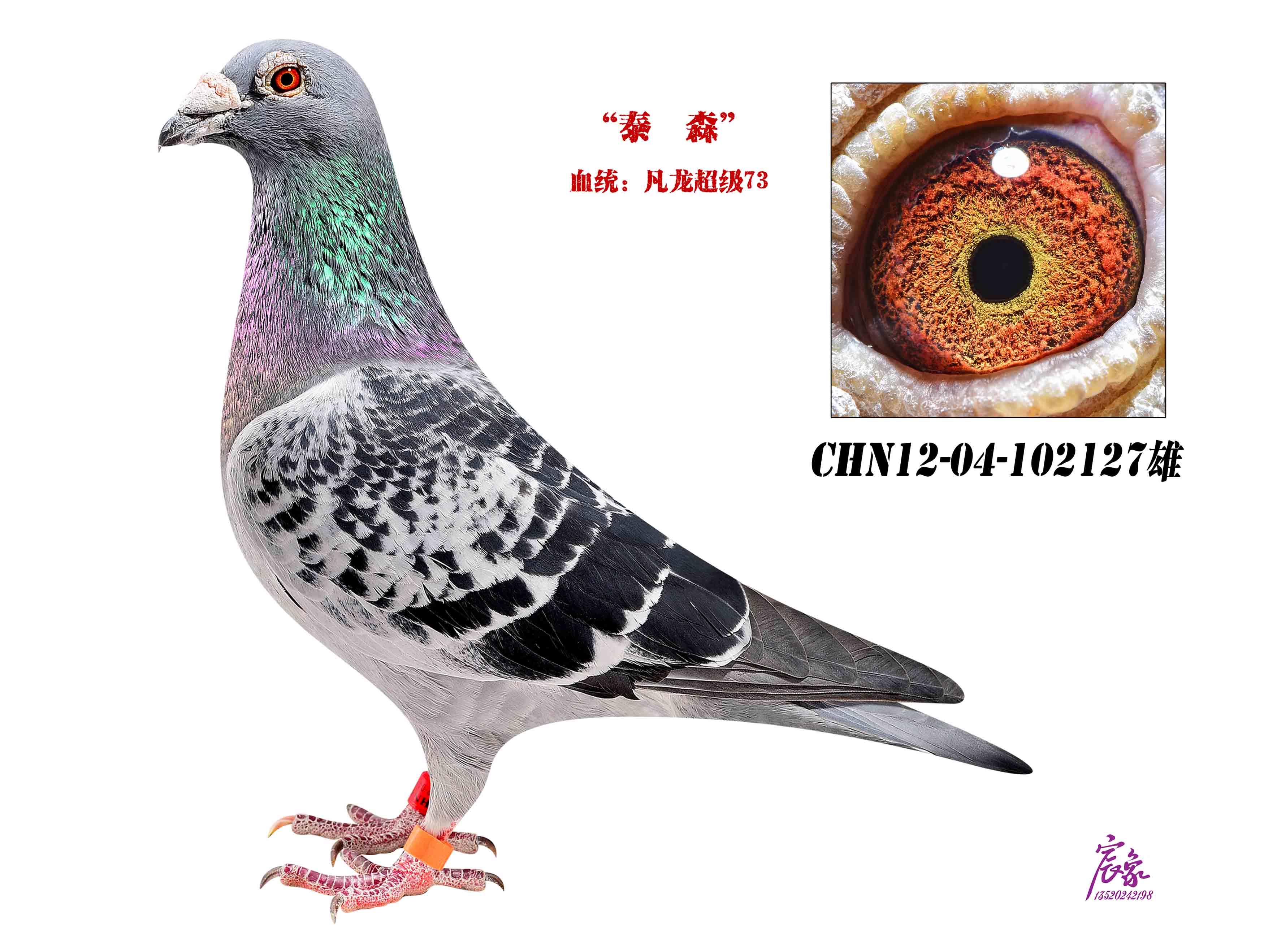 信鸽在线拍卖平台 - 中国信鸽信息网