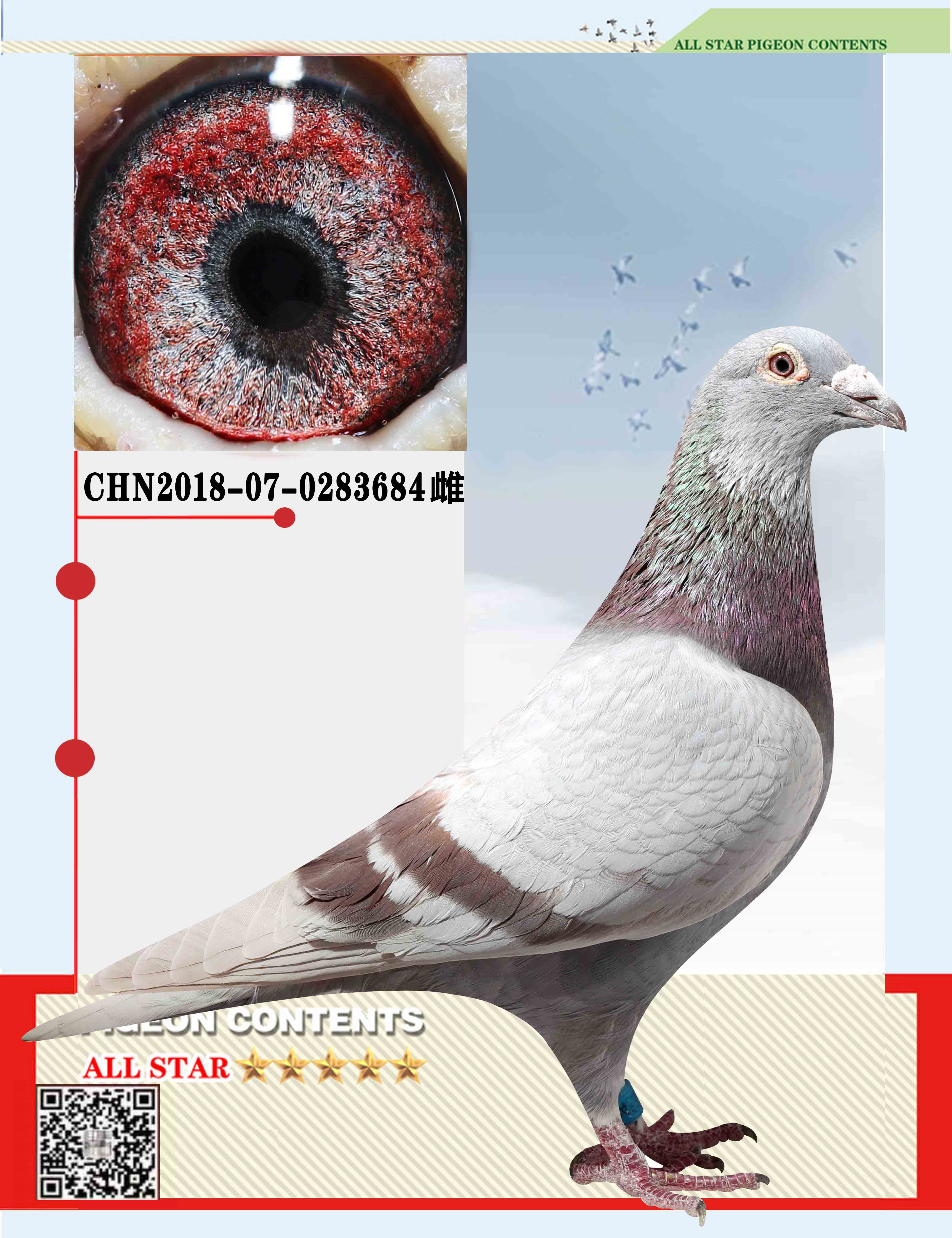 信鸽在线拍卖平台 - 中国信鸽信息网